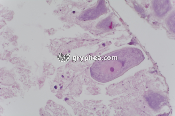 Ovaire d'Oursin x100 - gryphea.org